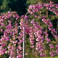 Саженец сакуры Kiku-shidare (ампельный) в контейнере